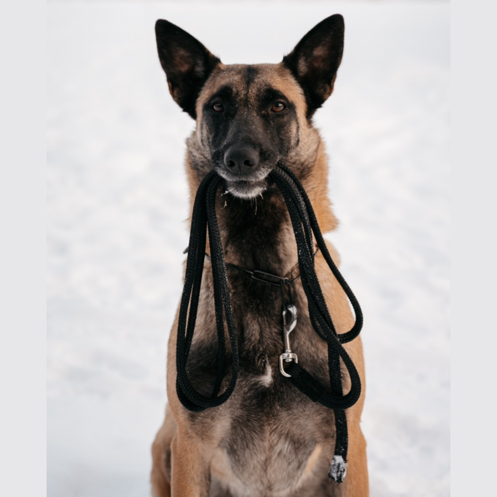 Training & Walking Dog Leashes - Ruffdog Sports