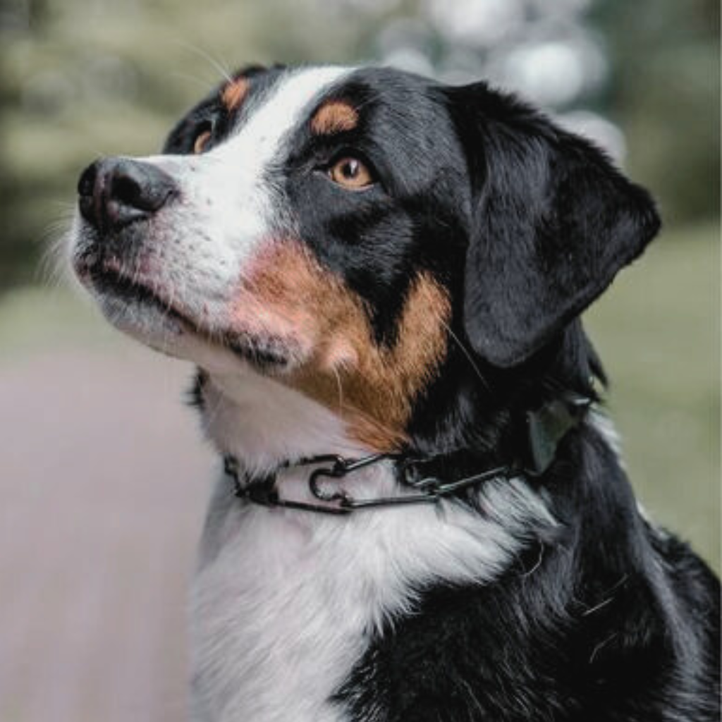 Prong Collars | Ruffdog Sports