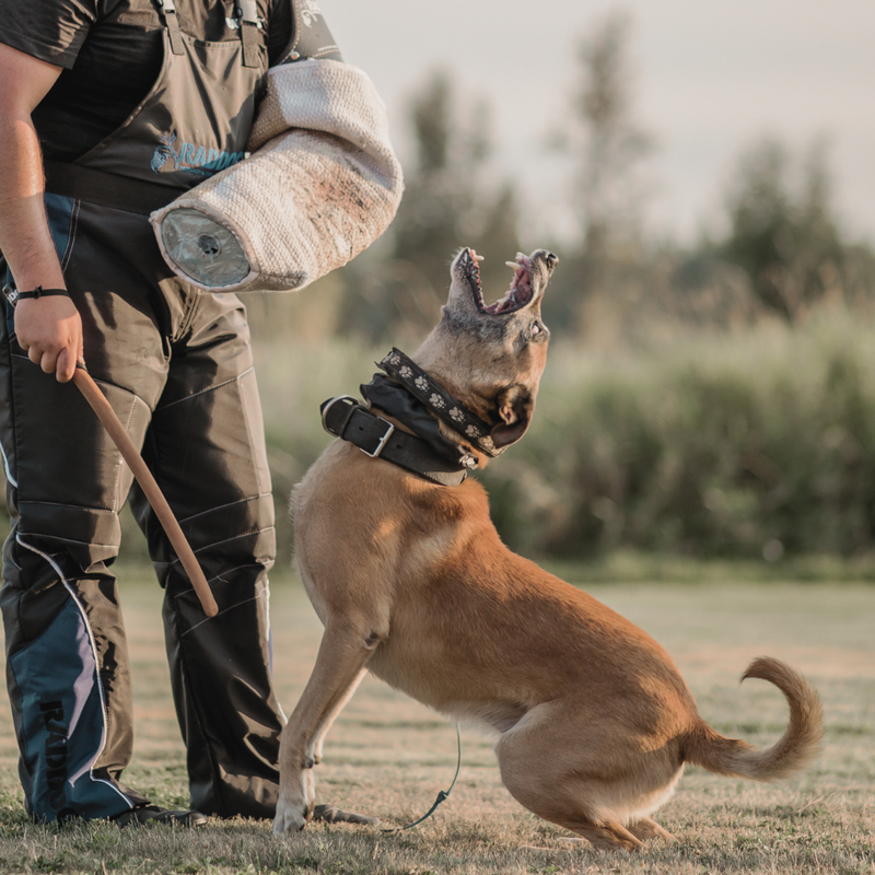 Dog Training Whips, Padded  & Clatter Sticks