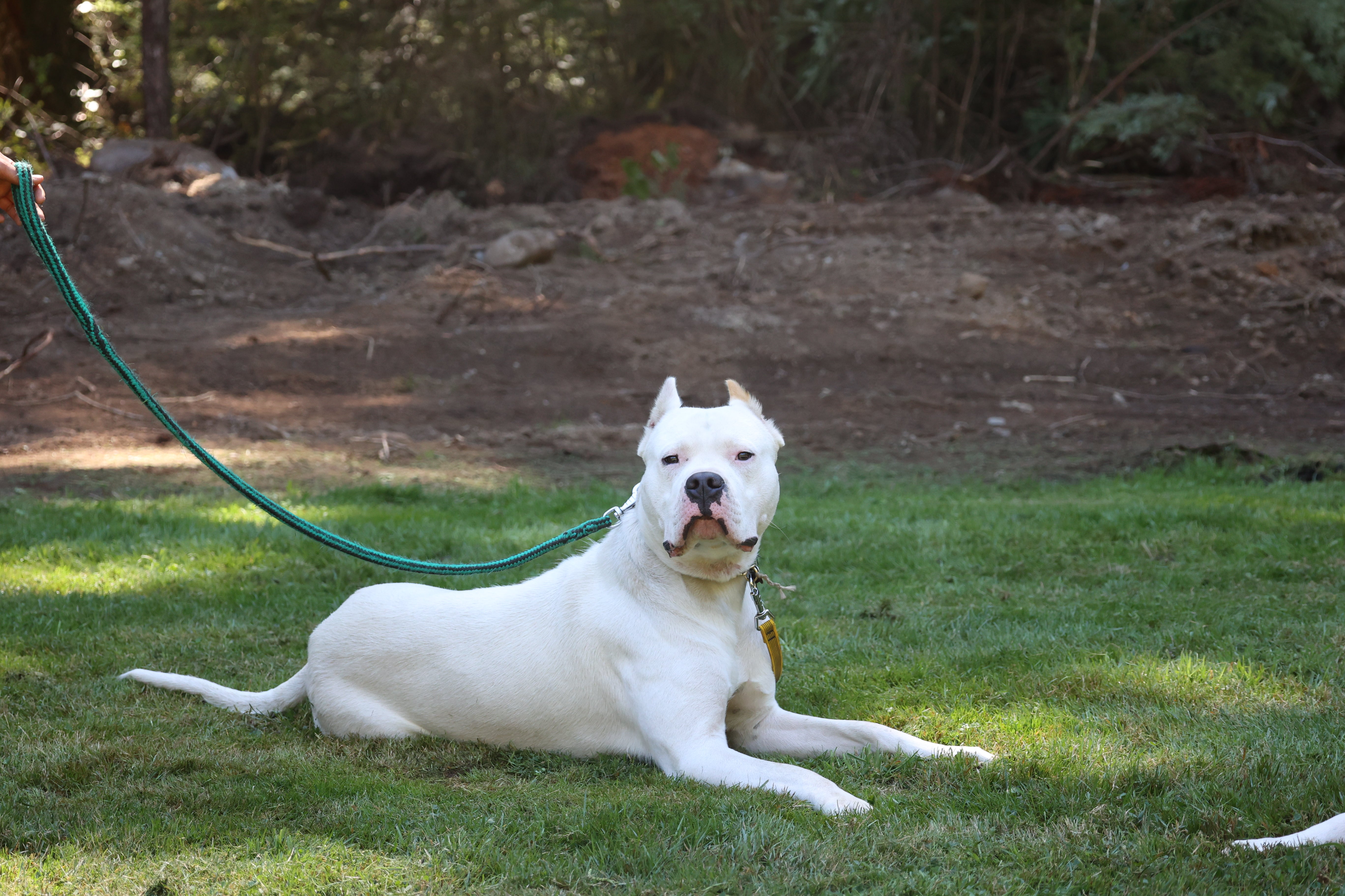 Ol Ruff Dog Dog Training Lessons at Ruffdog | Obedience & Sport Dog Coaching