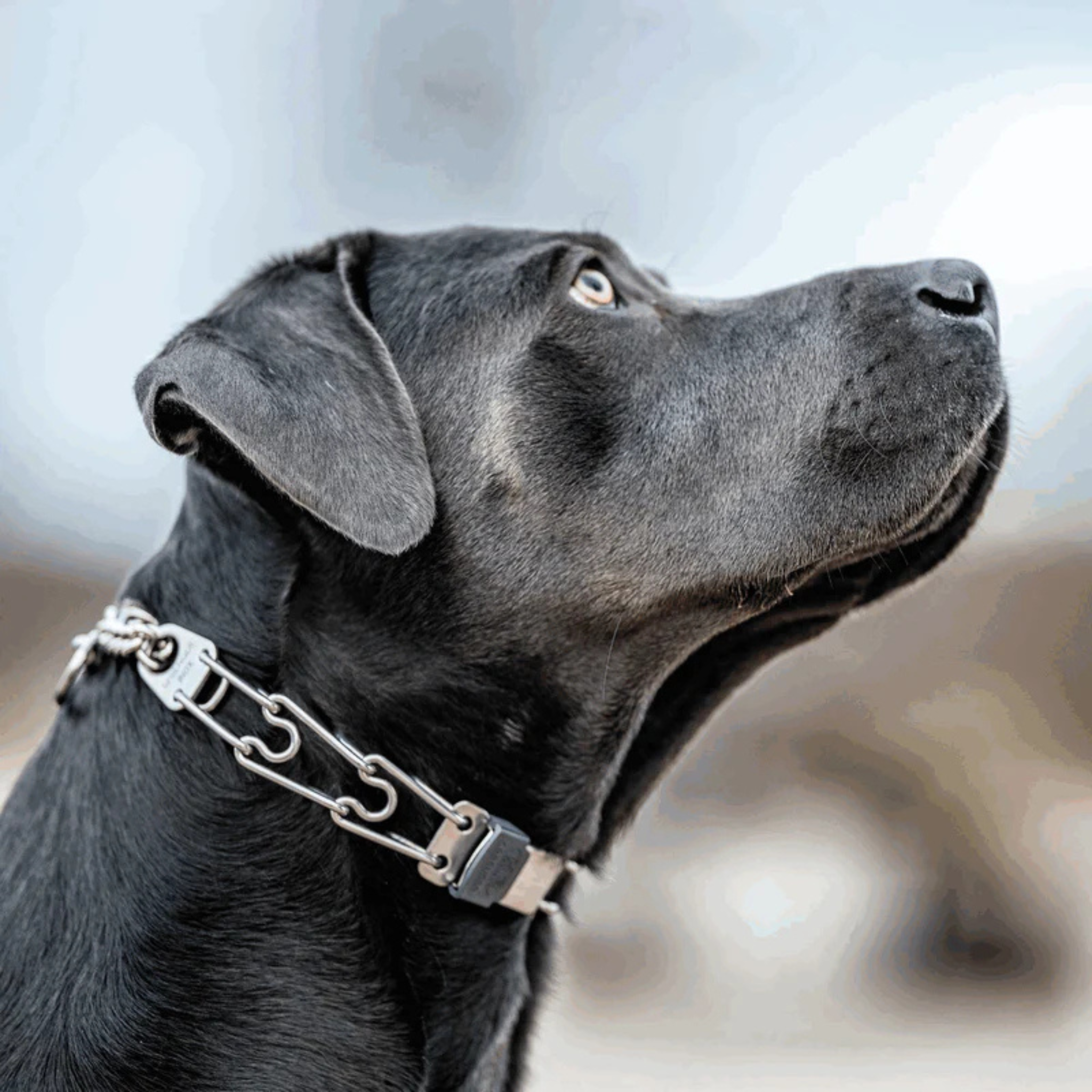 Buckle How To Put On A Herm Sprenger Prong Collar Sprenger Prong