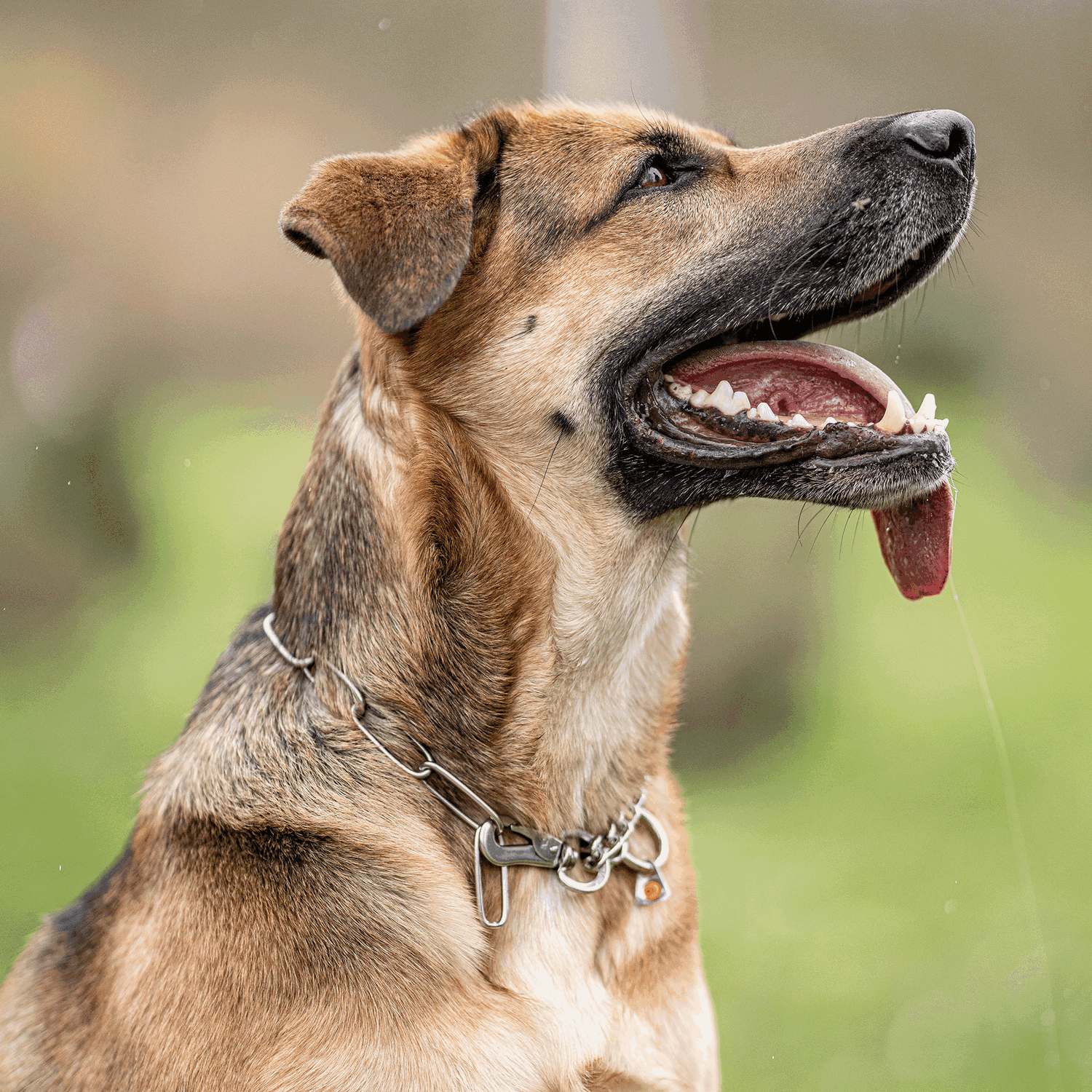 With Name And Phone Number Silver Chain Dog Training Collar
