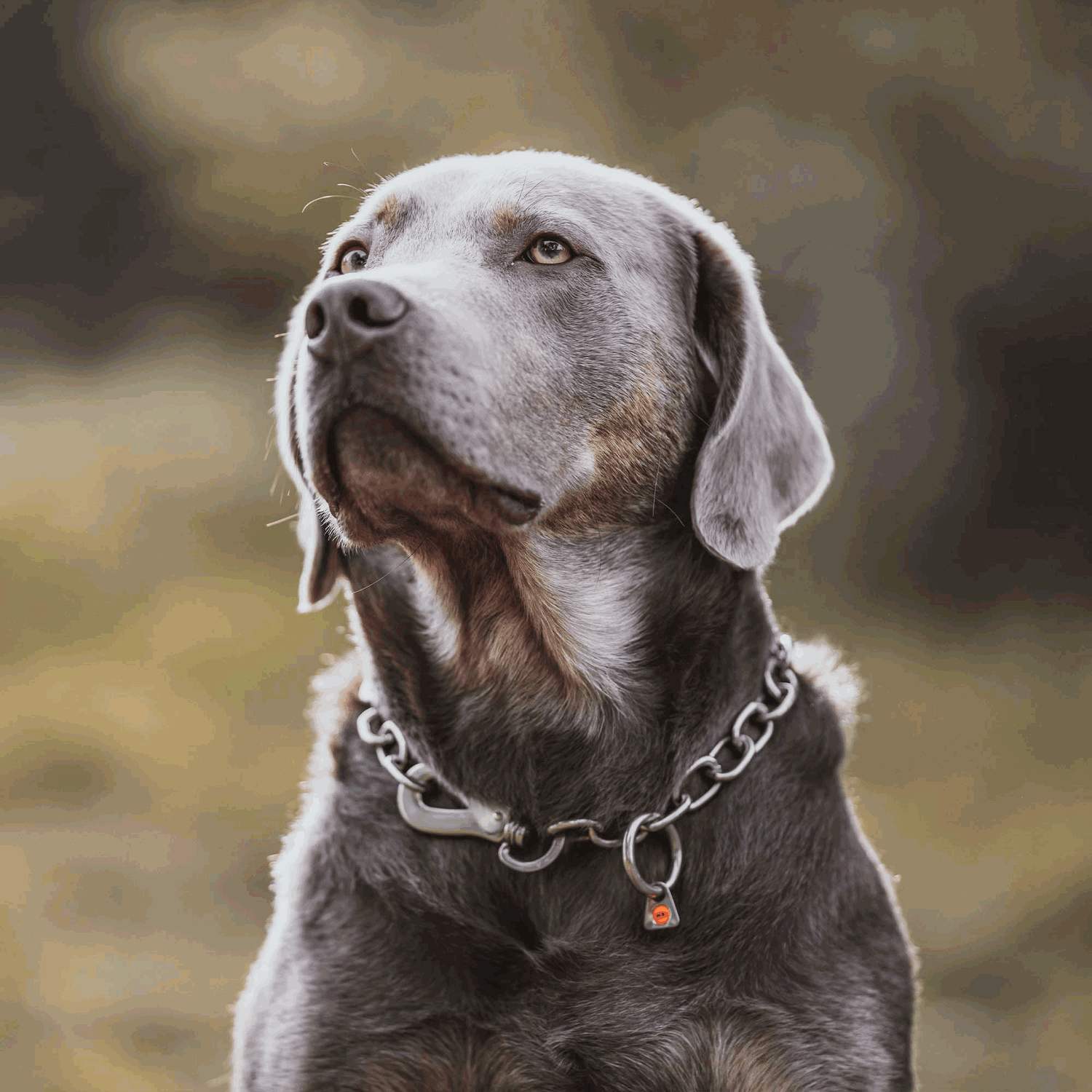 Large Dog Chains Silver Chain Dog Training Collar Heavy Duty