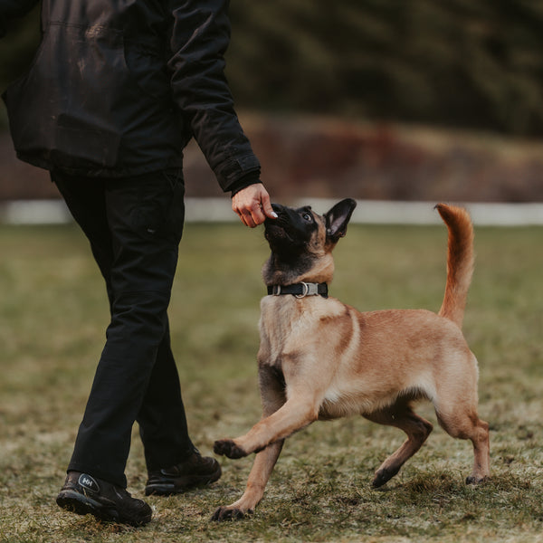 Intro to Balanced Dog Obedience Training - Private Lesson