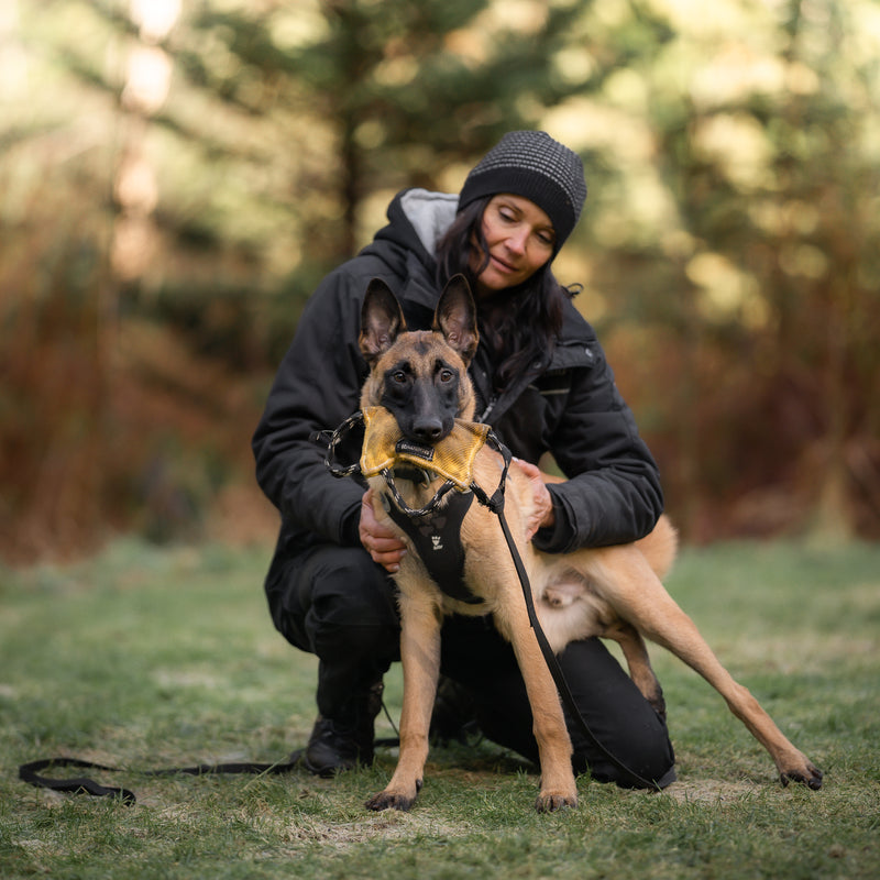Intro to Balanced Dog Obedience Training - Private Lesson