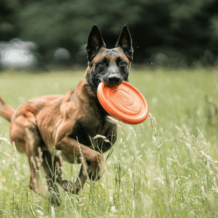 Disc dog frisbee clearance