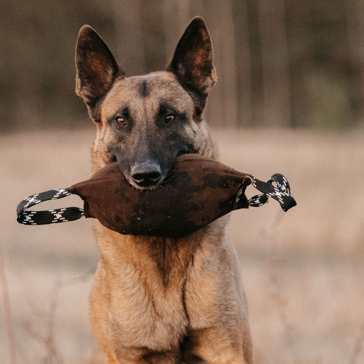 A malinois biting a large fat leather tug made by Raddog and sold at Ruffdog in USA and Canada