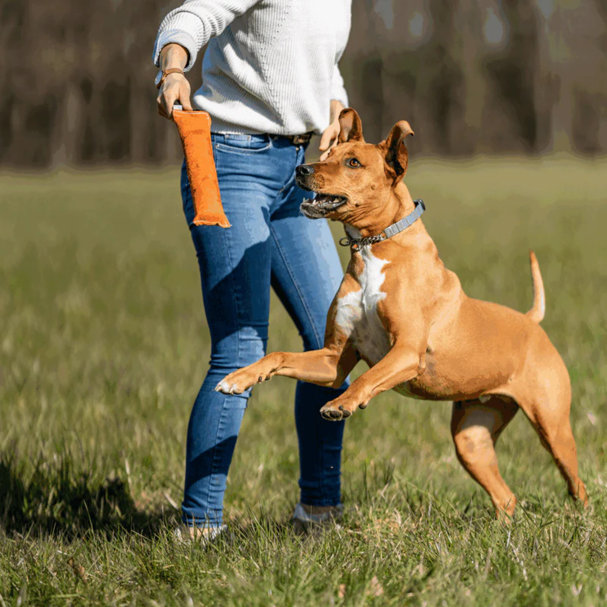 Sprenger Cowhide Leather Tug | IGP & Sport Dog Training Gear Canada