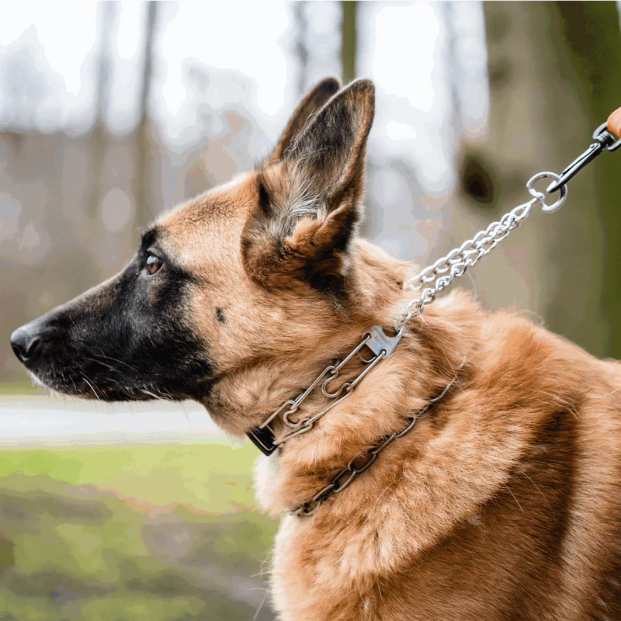 Sprenger Stainless Steel Prong Dog Training Collar, click lock