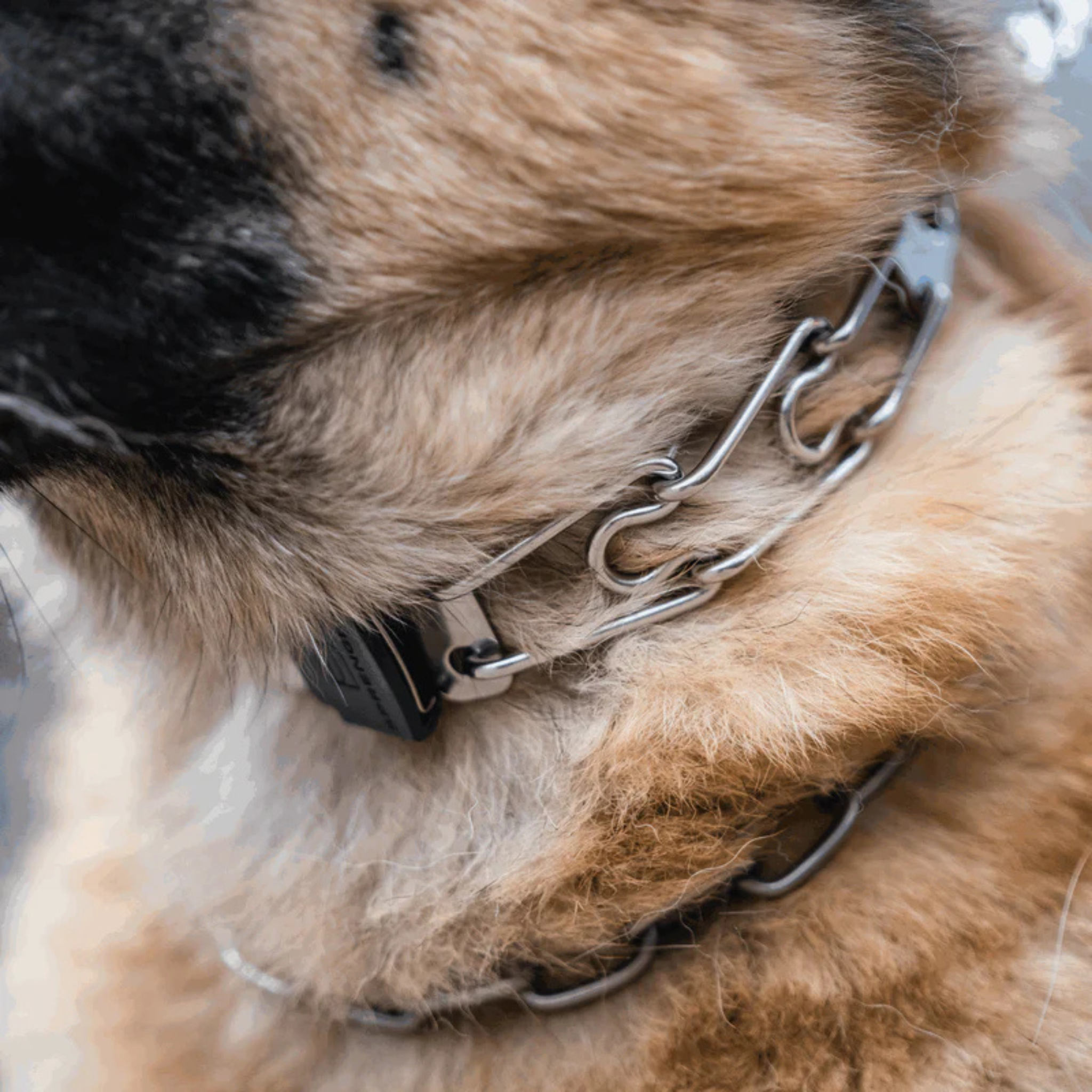 Sprenger Stainless Steel Swivel Ring Prong Collar with ClicLock