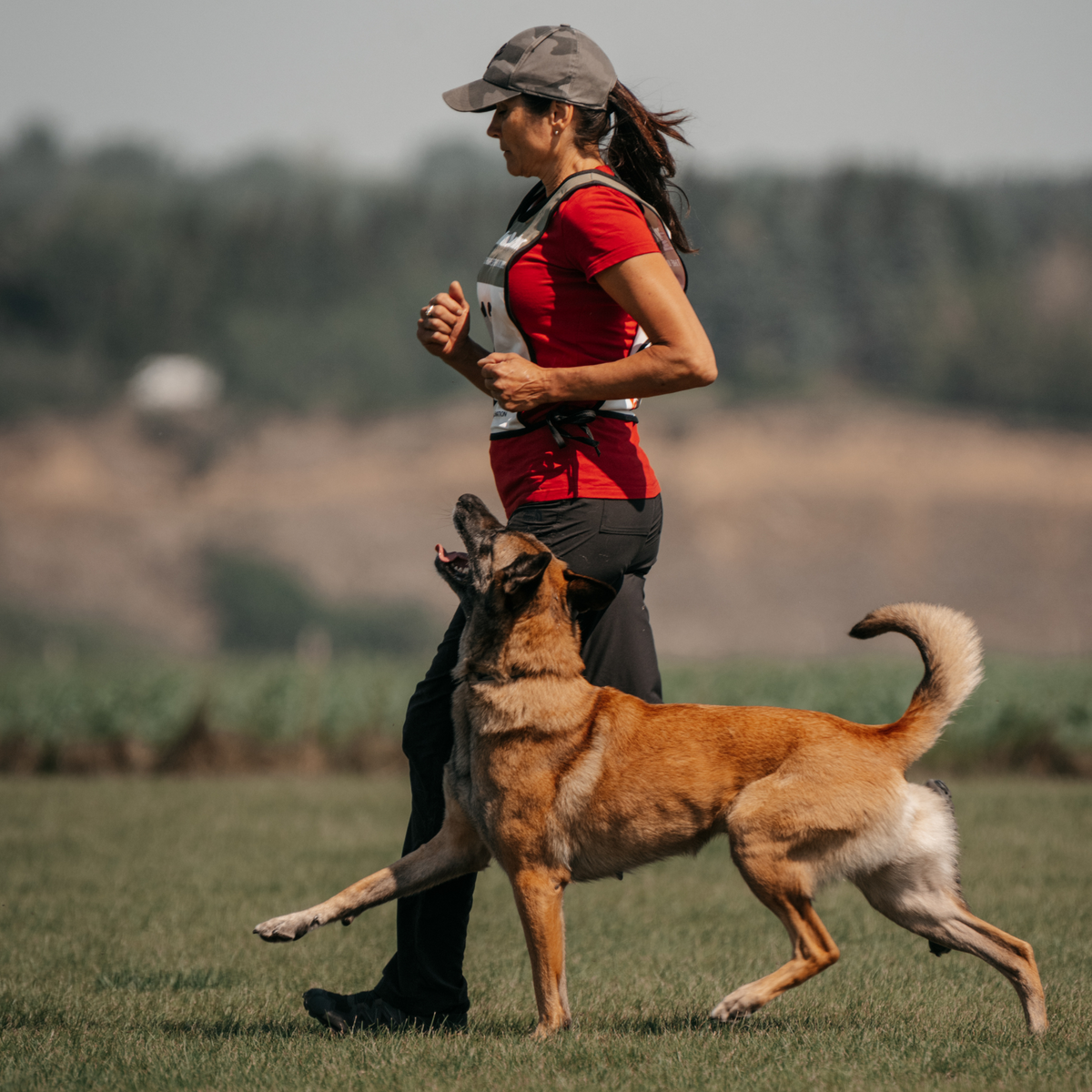 Sport Dog Training 10-Pack