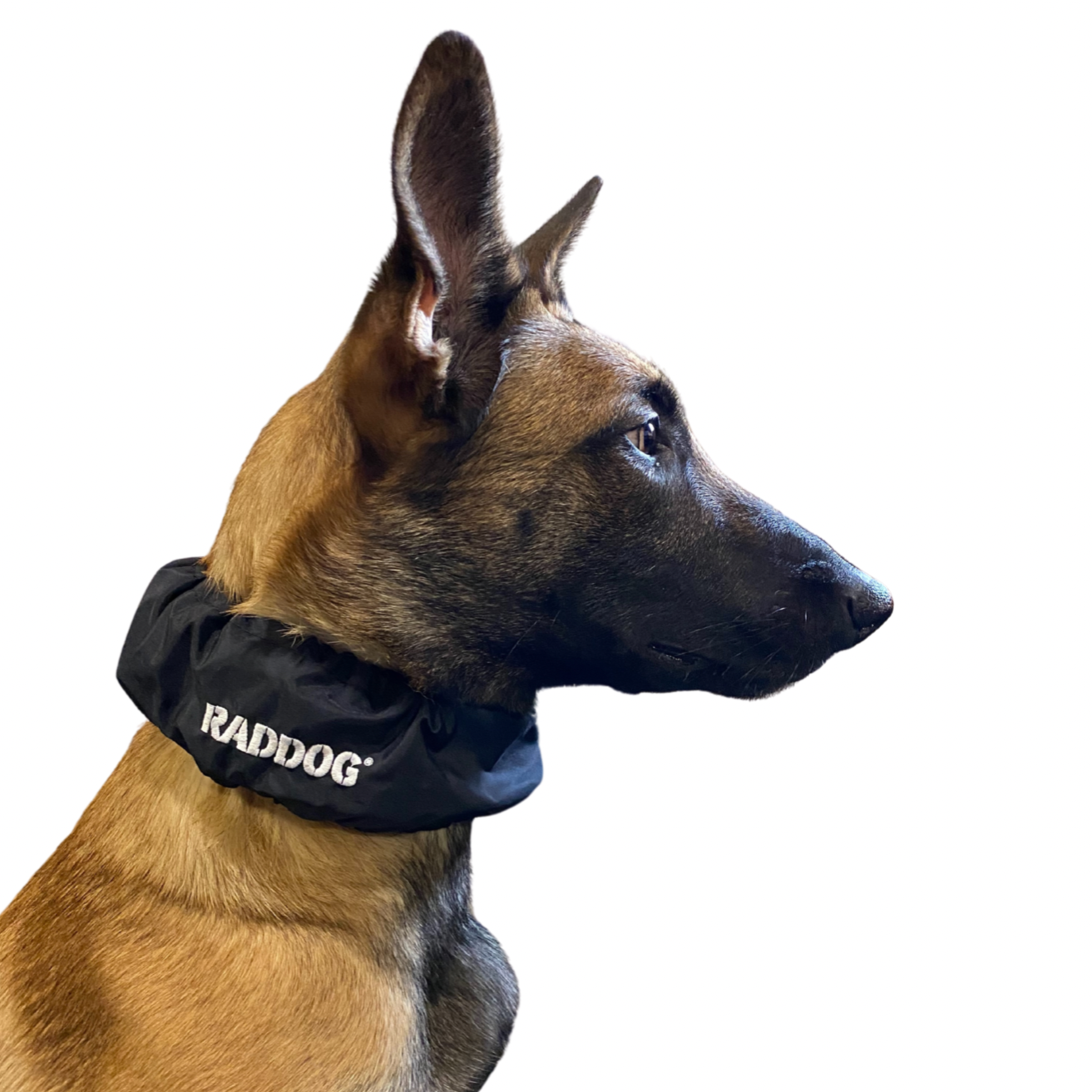 Leash Raddog Collar Raddog Dog Training Collar Cover