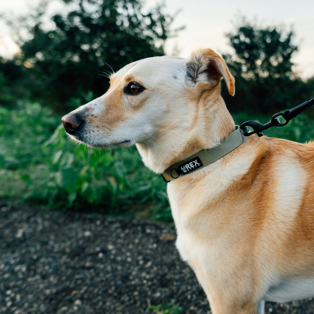 Dog wearing a Rex Specs Dog collar - durable easy grab design